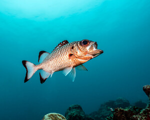 Fototapeta premium Shadowfin soldierfish, Myripristis adusta, in Maldives