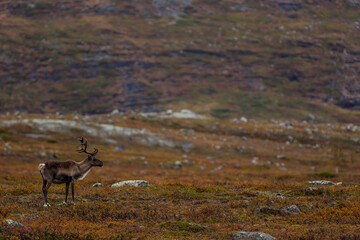 Reindeers in Autumn in Lapland, Northern Finland. Europe