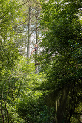 beautiful young woman in a tree climbing park