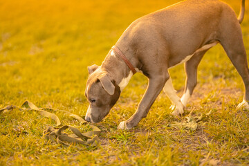 A gray-white mixed breed dog in a collar walking in a park outdoors in the light of the sun and...