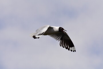 Obraz premium Seagull Flying