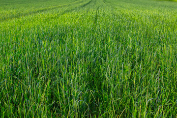 Green wheat close-up, green wheat field background