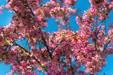 Fototapeta na wymiar A lush branches of spring blooming apple tree with bright pink purple flowers blooms in the park against a background of blue sky, bottom view, close-up