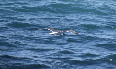 Naklejka premium Seagull with a captured crab at Sea Ranch