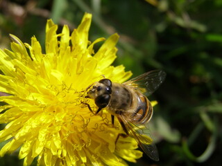 Bee sitting on a yellow flower