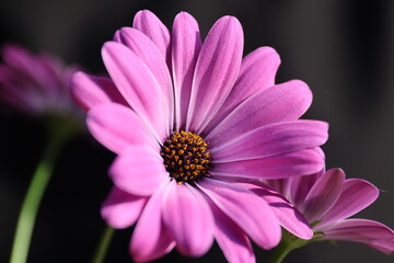 Obraz premium Bornholmer Margerite