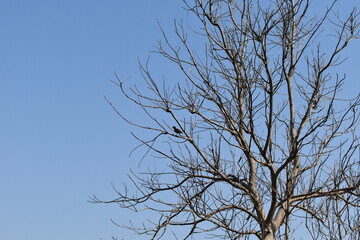 old tree with green spring leaves. big tree with branch. green leaves of big tree. Fresh environment in village 