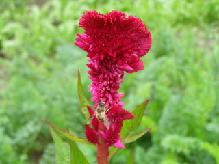 Red flower
