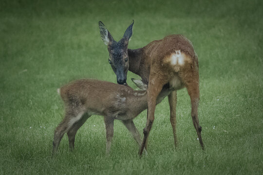 Mother eer with fawn (youngling) on a clearing