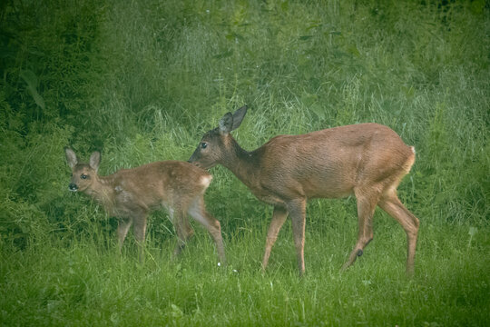 Mother eer with fawn (youngling) on a clearing