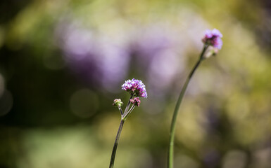 flower in the garden