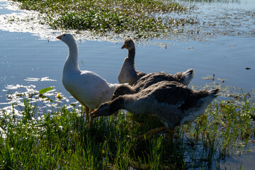 Family of geese swims lake Irdigi, Chelyabinsk region, Russia