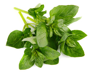 Bunch oregano. Fresh spicy herb. Gardening farming, isolated on white background.