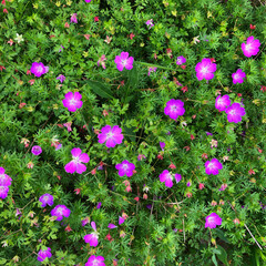 The land is covered with a thick lawn with pink flowers in the middle of summer
