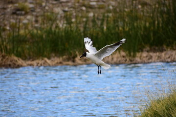 Seagull Landing