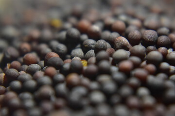 A close up picture of mustard seeds in black