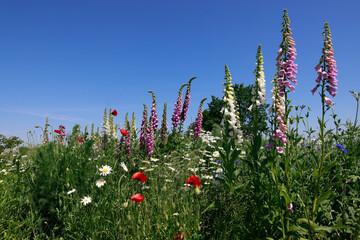  Wild flowers like poppies, daisies and digitalis in bright red, white and purple colors.