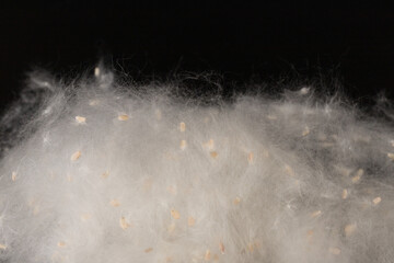 Fluff of poplar trees close-up. Allergy to poplar seeds.