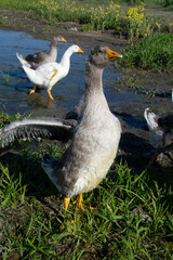 Obraz premium Family of geese swims lake Irdigi, Chelyabinsk region, Russia