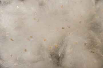 Fluff of poplar trees close-up. Allergy to poplar seeds.