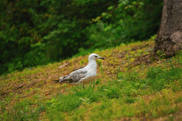 Seagull's on Istanbul, Gülhane Parkı
