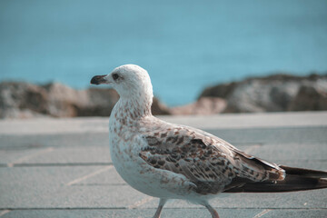 Seagull