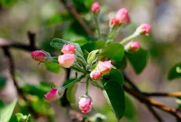 Elegant, beautiful, interesting background of a blooming apple tree in spring. Bright, pink flower buds with green leaves on a brown branch. Close-up. Selective focus. Plant in the open air.