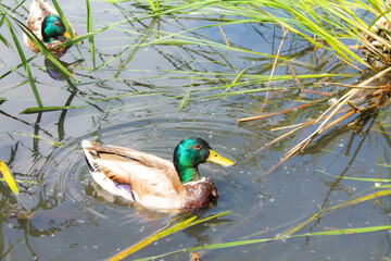 Obraz premium duck on the lake