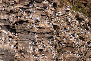 seagull and the nest on rocks