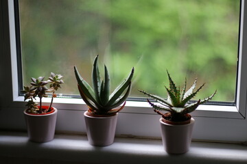 succulent plants near the window