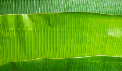 Close up banana leaf texture with beautiful pattern