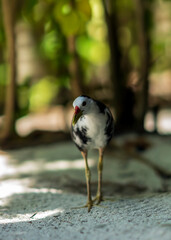 White breasted waterhen, Amaurornis phoenicurus, national bird of Maldives