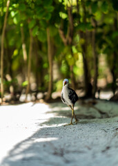 White breasted waterhen, Amaurornis phoenicurus, national bird of Maldives
