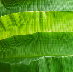 Close up banana leaf texture with beautiful pattern