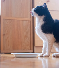 Black and white cat waiting for its food