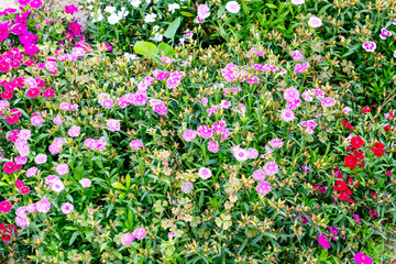 Fototapeta premium green meadow with multicolored wild flowers in springtime
