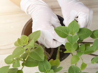 hand holding a bunch of herbs Researchers is inspecting lemon blame herb