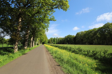 Fototapeta na wymiar View on yellow rapeseed field with green trees and rural road in dutch rural landscape in spring .