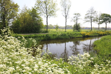 Beautiful wild spring flowers such as cow parsley on the edge of a small stream.