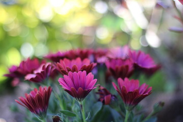 purple flowers in the garden