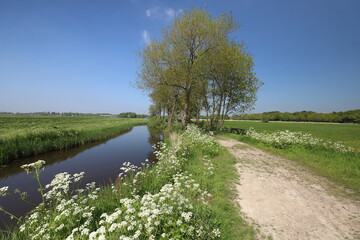 Beautiful wild spring flowers such as cow parsley on the edge of a rural dirt road.