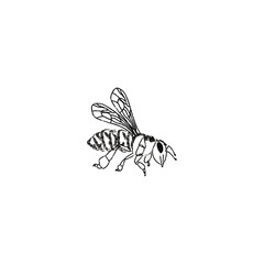 The bee is flying on white vector background