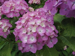 アジサイの花