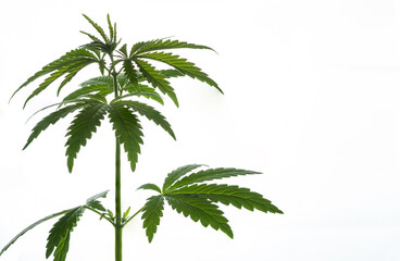 Brightly lit thickets of cannabis plants isolated on white background.