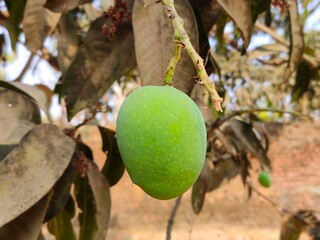 Mango Fruit. Mangoes on the tree. Green Natural Kesar Mango. Mango (Mangifera indica)