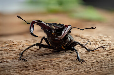 The male stag beetle sits on the background of a rough woody texture.