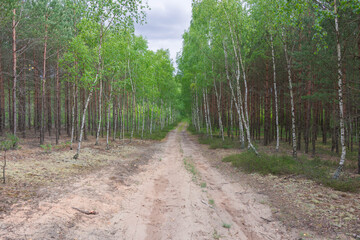 Droga leśna przez brzozowy szpaler drzew.