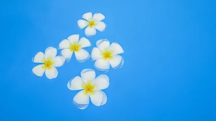 Fotobehang Beautiful frangipani flowers with blue water background, relaxation atmosphere, plumeria floating in tropical blue water © Cyrsiam