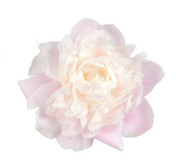 Obraz premium Pink peony flower