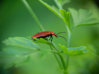 Pyrochroa serraticornis aka Red headed cardinal beetle, on leaf. NB Narrow deth of field to achieve blurry background and copyspace.